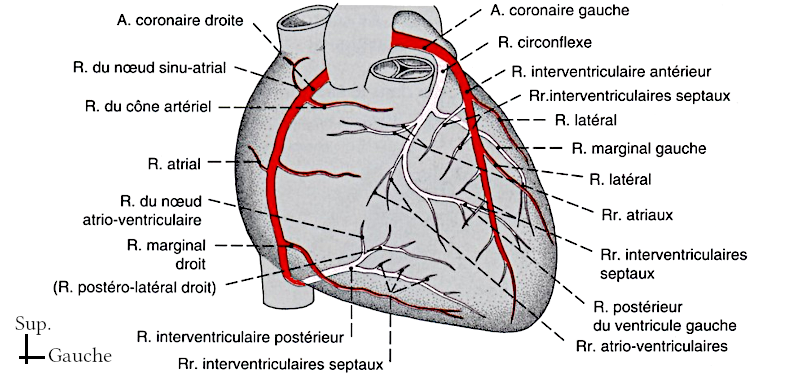 Dessin des artères coronaires