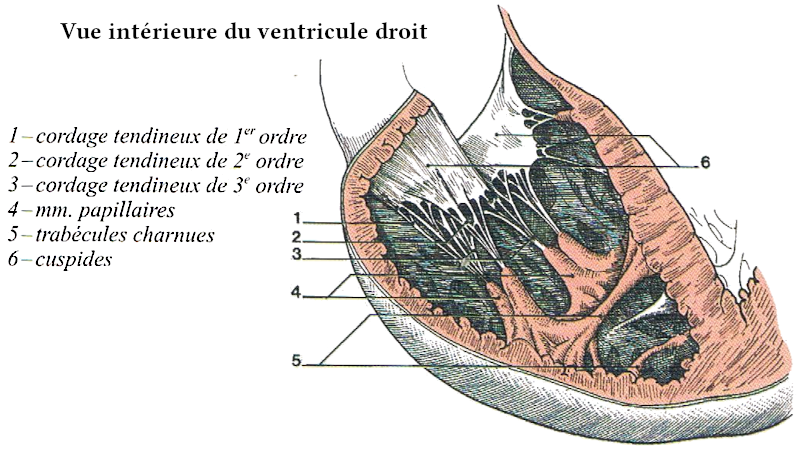 Vue intérieure du ventricule droit