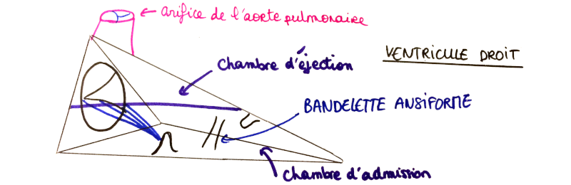 Schéma de la configuration interne du ventricule droit