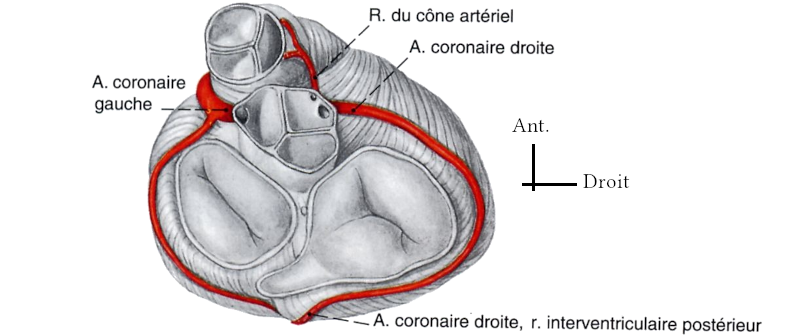 Dessin des artères coronaires vues de dessus