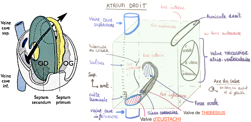 Schéma de la configuration interne de l’atrium droit