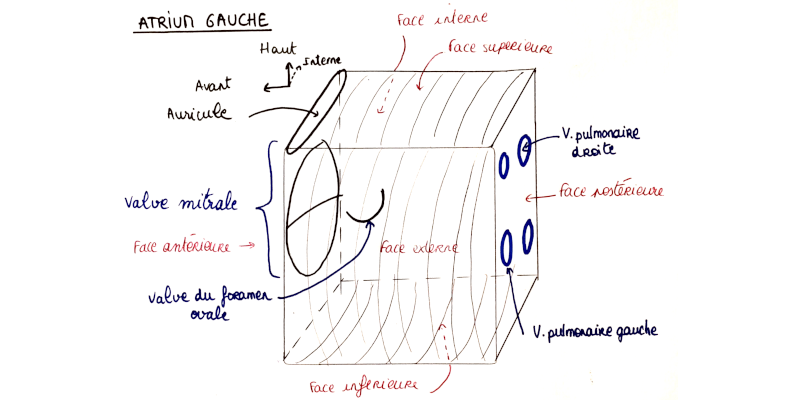 Schéma de l’atrium gauche