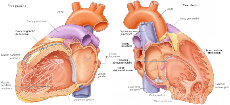 Dessin du tissu cardionecteur