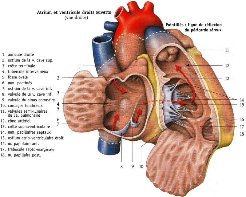 Dessin de l’intérieur du cœur droit