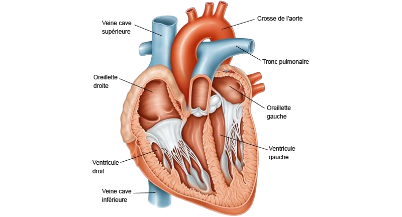 Vue interne d’un cœur en coupe frontale