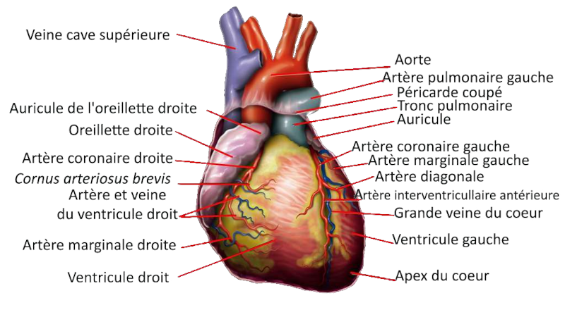 Vue externe du cœur