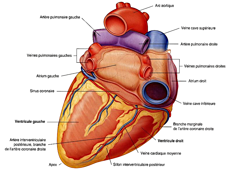 Vue diaphragmatique du cœur