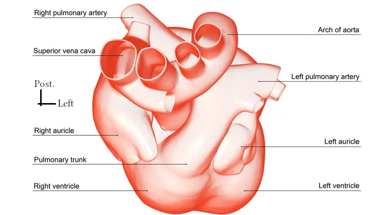 Vue supérieure externe du coeur