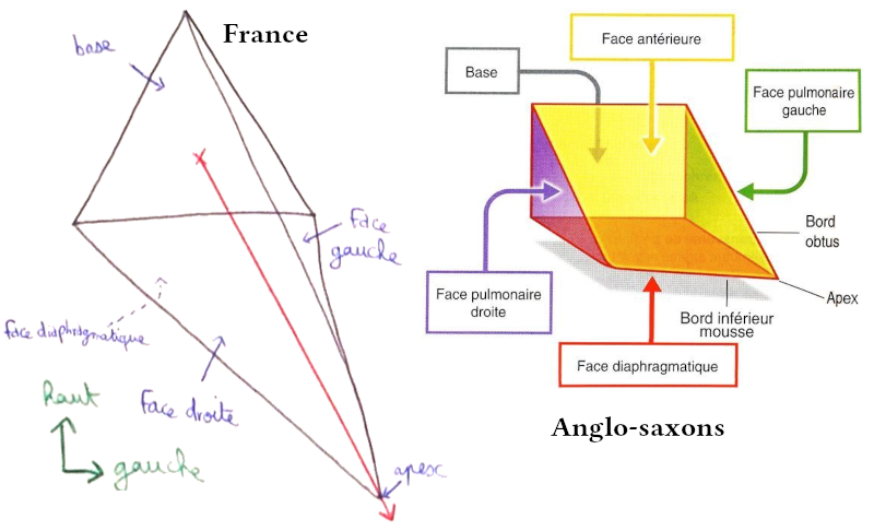 Schéma de l’anatomie externe du coeur