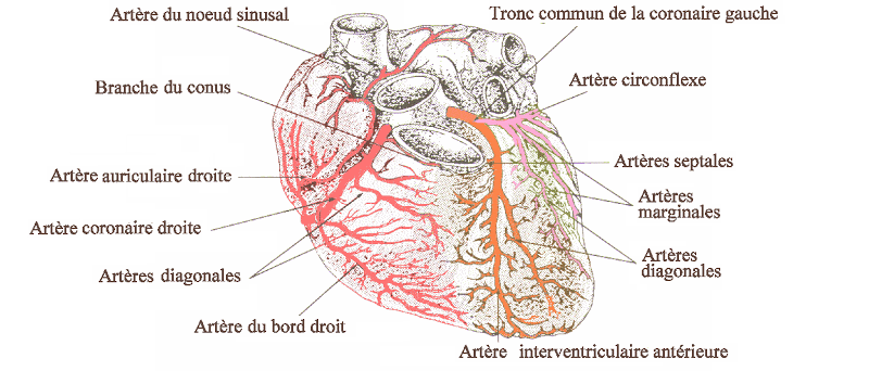 Dessin des artères coronaires sur une vue antérieure
