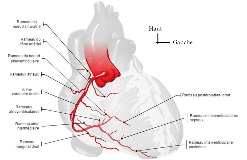 Dessin de l’artère coronaire droite