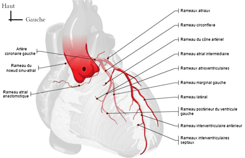 Dessin de l’artère coronaire gauche