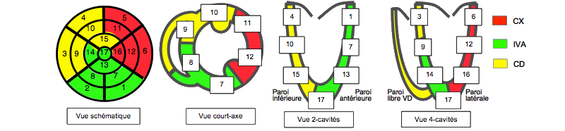 Territoires vascularisés par les artères coronaires