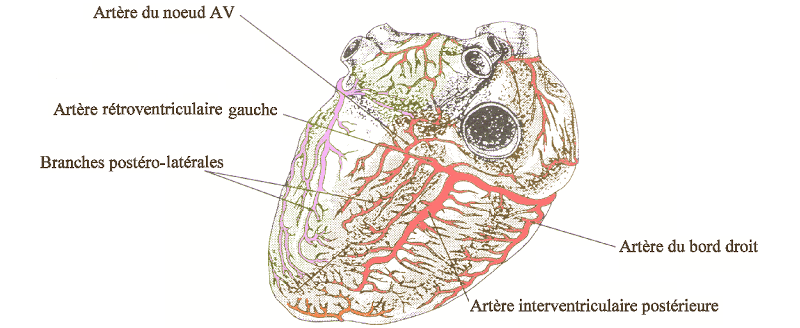 Dessin des artères coronaires sur une vue inférieure