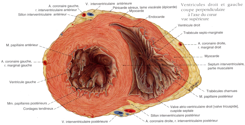 Coupe perpendiculaire à l’axe du cœur au niveau des ventricules