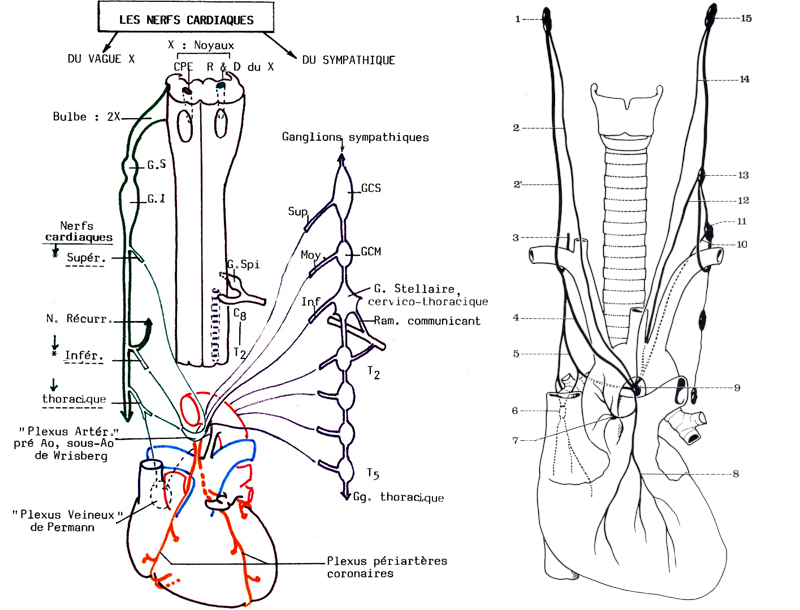 Schéma du système nerveux autonome du cœur