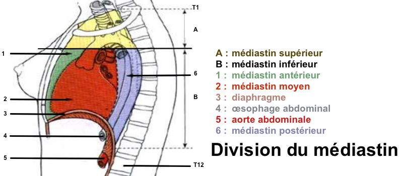 Schéma du médiastin