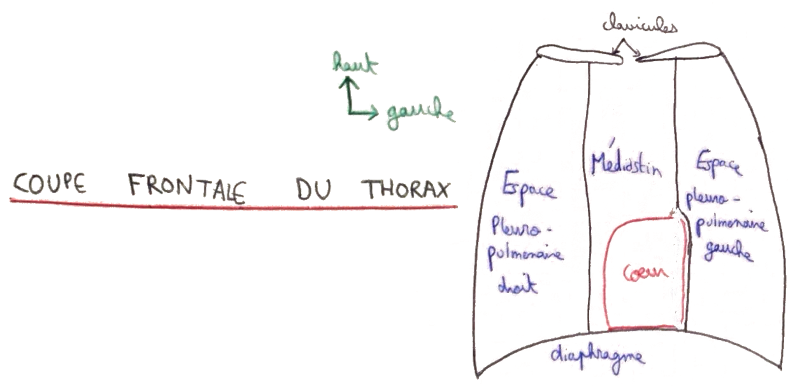 Schéma du médiastin