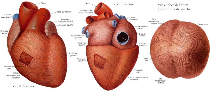 Dessin du muscle cardiaque