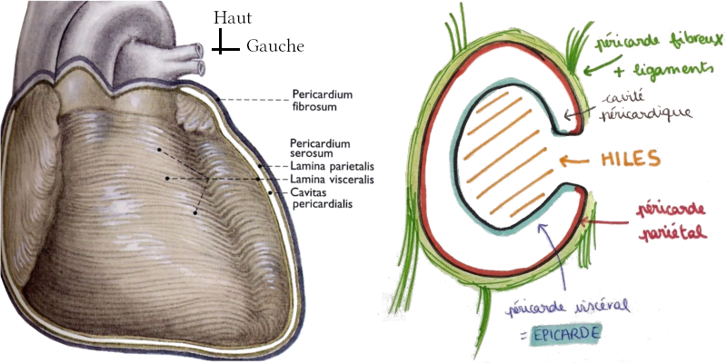 Dessin des feuillets péricardiques