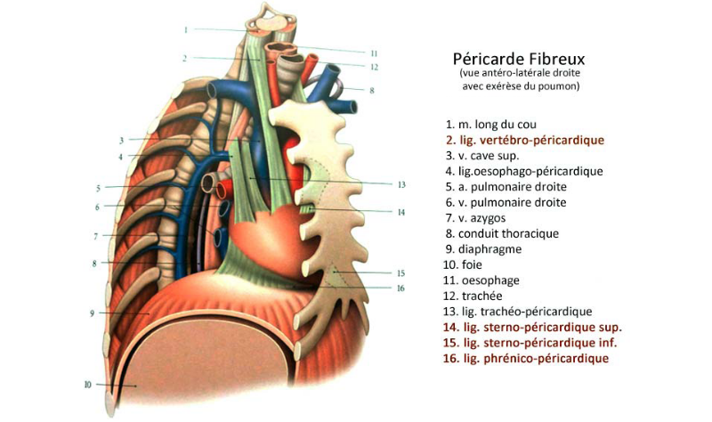 Le péricarde fibreux