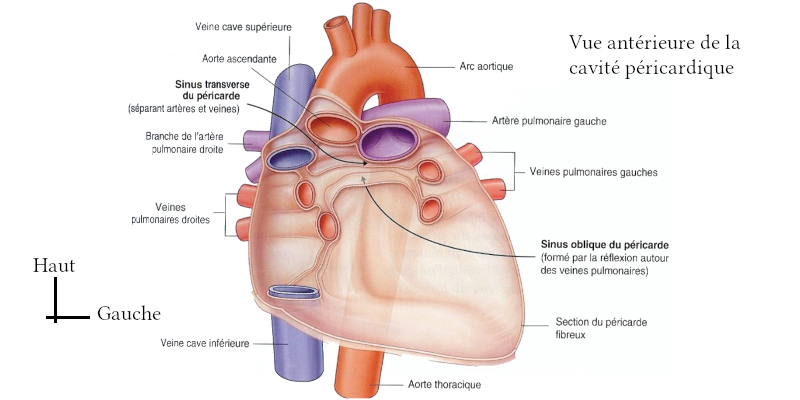 Vue antérieure de la cavité péricardique
