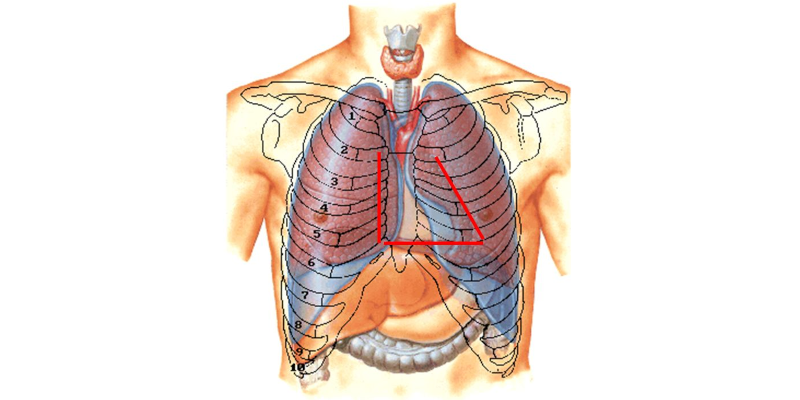 Rapports antérieurs du cœur