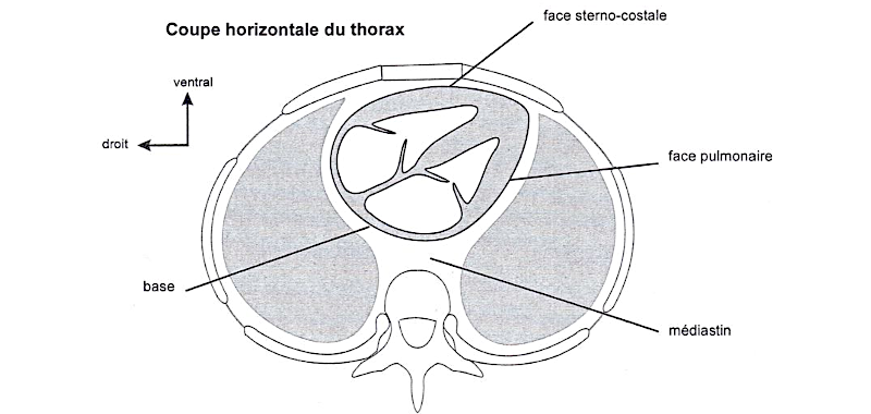 Coupe frontale du thorax