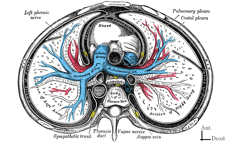 Vue supérieure du cœur dans une coupe frontale du thorax