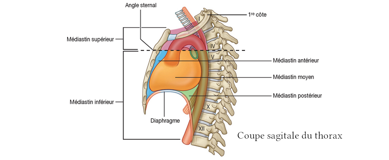 Coupe sagitale du thorax