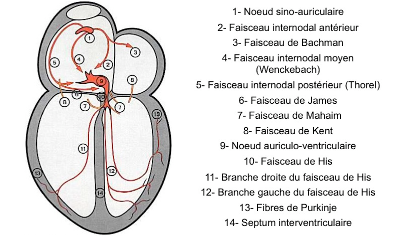 Schéma du tissu nodal