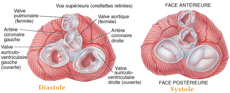 Les valves du cœur en vue supérieure