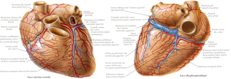 Dessin des vaisseaux cardiaques