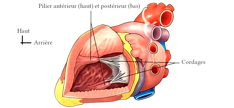 Dessin de l’intérieur du ventricule gauche