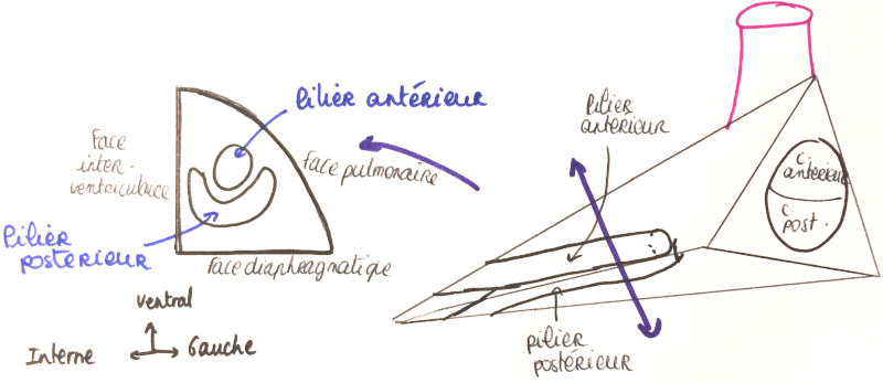 Schéma de l’intérieur du ventricule gauche