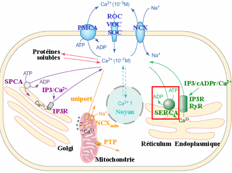 Équilibre ionique du Ca dans la cellule musculaire lisse