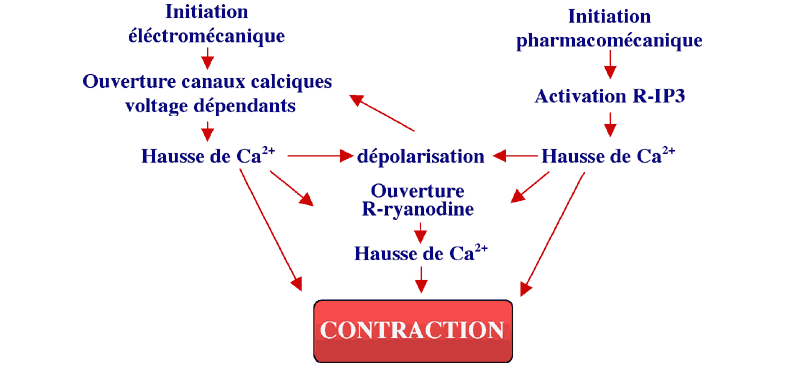 Contraction de la cellule musculaire lisse