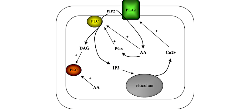 Rôle de la PLA2