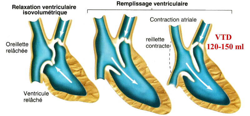 Diastole du ventricule droit