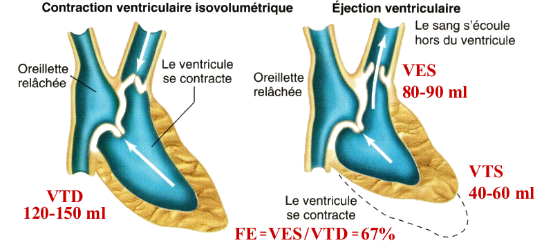 Systole du ventricule droit