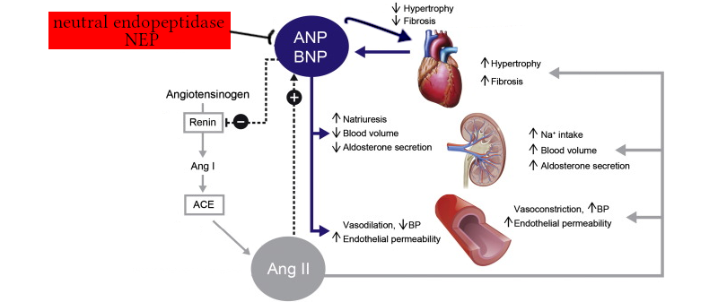 Physiologie du BNP et de l’ANP