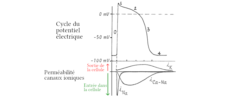 Activation électrique des cellules cardiaques