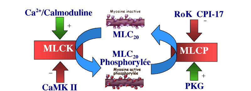 Mécanismes moléculaires de la contraction