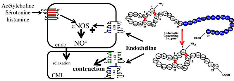 Récepteurs à l’endothéline