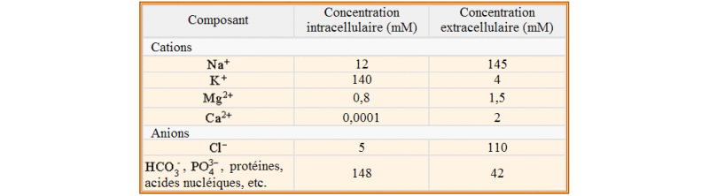 Gradients des principaux ions de part et d’autre de la membrane plasmique