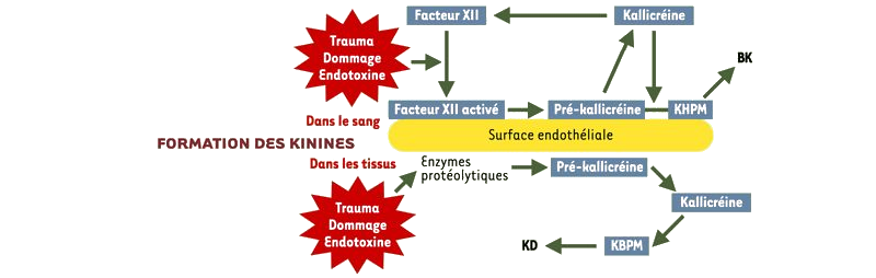 Formation des kinines