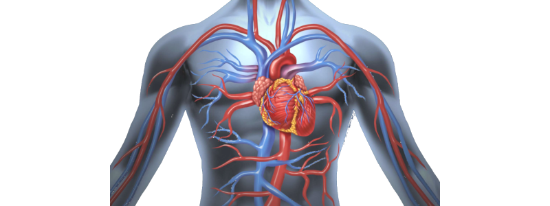 Physiologie cardiovasculaire