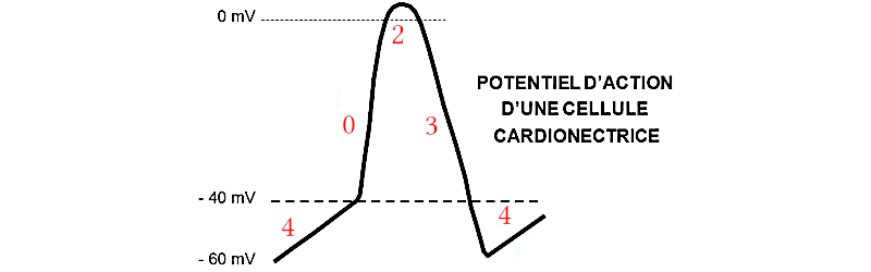 Potentiel des cellules cardionectrices