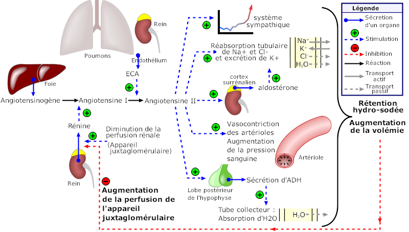 Le systèmerénine-angiotensine-aldostérone