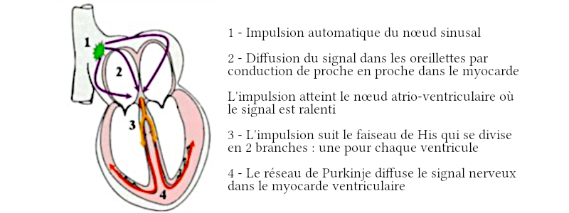 Le trajet de la commande nerveuse